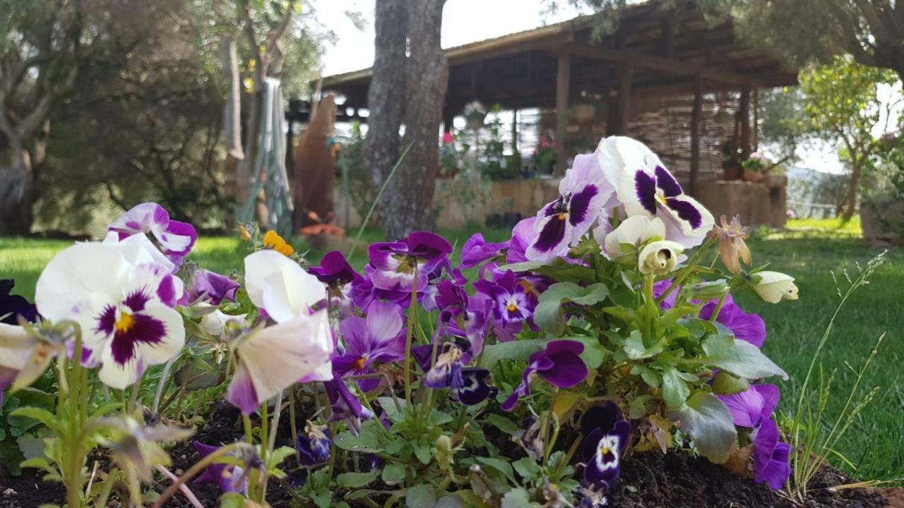 Agriturismo Sa E Padedda Mores Экстерьер фото